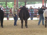 Shorty Heifer 167.jpg