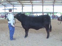 Shorty Heifer 169.jpg