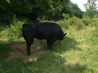 cow pics 005.jpg