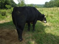 cow pics 007.jpg