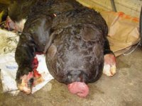 PHA calf head small.jpg