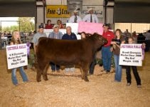 Ralls steer 4.jpg