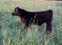 Calf Ali Steer.jpg