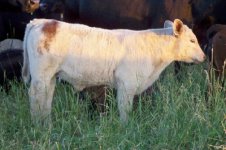 Calf 3 Carneyman Smoke.jpg