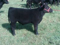 I-80 STEER 2011.jpg