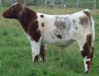 double vision steer.jpg