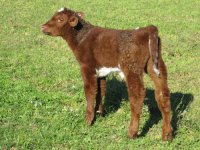 125 star bucks bull resize.jpg