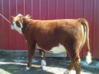 steer 028.jpg