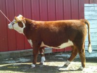 steer 027.jpg