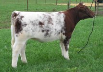 108 heifer a.jpg