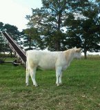 Shorthorn 1.jpg