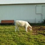 Shorthorn.jpg