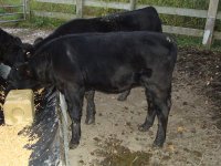 hot shot calf 10-6.jpg