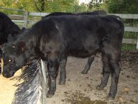 hot shot calf 10-6 2.jpg