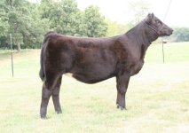 Y118 Heifer.jpg