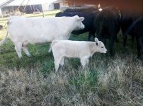 WMW Bull Calf[1].jpg