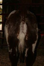Vegas rear.jpg