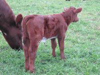 127 heifer resize.jpg