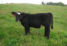 2011 Calves 058.jpg