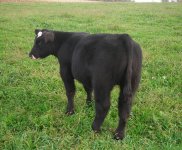 2011 Calves 060.jpg