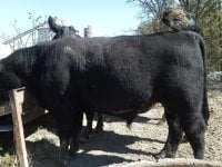bull2.jpg