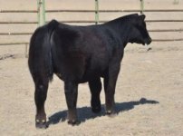 660 steer.jpg