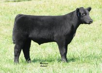 Lot 31 One and Only Steer.jpg
