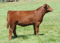 Lot 29 Cool Customer heifer.jpg