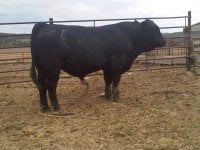 10-12-2011-18month old bull.jpg