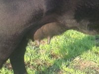 melody udder.jpg
