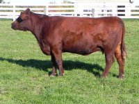 309 Cow2.JPG