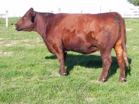 309 Cow.JPG