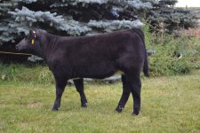 5008 rainmaker heifer.jpg