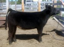 Heifer Snooki 011.jpg