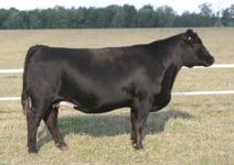 Ebony's Charm Sloup Donor.jpg