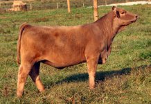 11-200 Uno Mas X Who Made Who- Northern Improvement heifer taken 10-13-2011.jpg