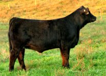 Gator X Ebony's Charm Heifer taken October 13th 2011 internet.jpg