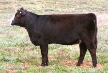 Meyer 734 X OCC Great Plains full sister taken 10-11-12 internet.jpg