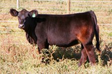 Tag 13 Heifer Eye Candy X Maine-Simmental Picture 1 internet.jpg