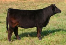 Tag 13 Heifer Eye Candy X Maine-Simmental Picture 2 internet.jpg