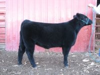 Calf photos 261.JPG