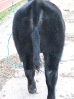 Calf photos 258.JPG