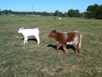 2011babies1.jpg