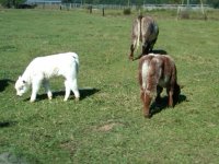 2011babies2.jpg