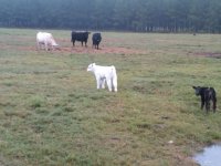 2011babies5.jpg