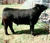 Eye candy steer.JPG