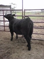 Rodman-EL Heifer2.jpg