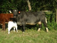 cows 9-12-11 010.JPG