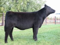 Lot-24---NiteyNiteXPoint-Taken-Heifer---IMG_2957_sm.jpg