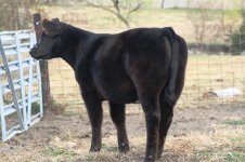 My Turn x Angus Heifer.JPG